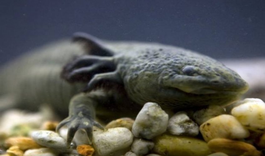 We've found a rare little Axolotl living wild in Mexico city We've found a rare little Axolotl living wild in Mexico city