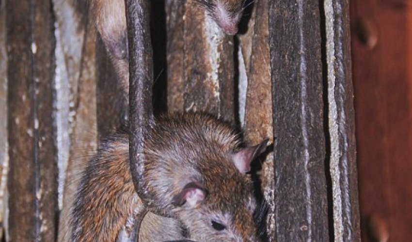 Inside India's rat temple where 20,000 of them are worshipped - PHOTO Inside India's rat temple where 20,000 of them are worshipped - PHOTO