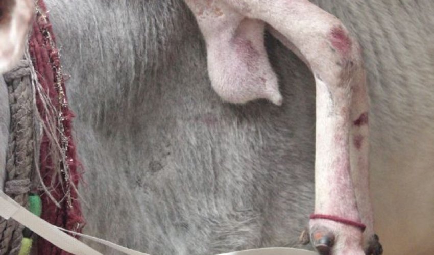 Five-legged cow tours India with extra limb attached to its neck - PHOTO Five-legged cow tours India with extra limb attached to its neck - PHOTO