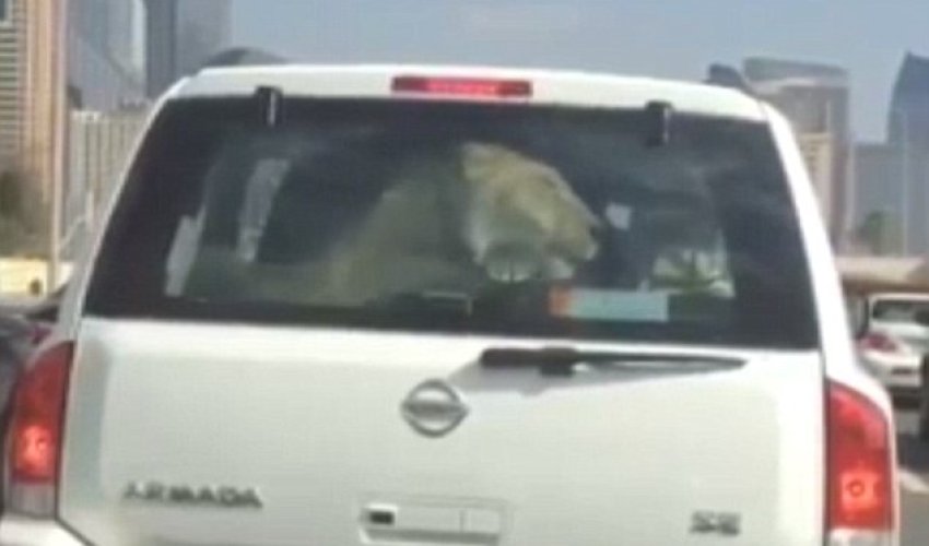 Dubai motorist stunned to find the car in front is a Nissan - PHOTO+VIDEO Dubai motorist stunned to find the car in front is a Nissan - PHOTO+VIDEO