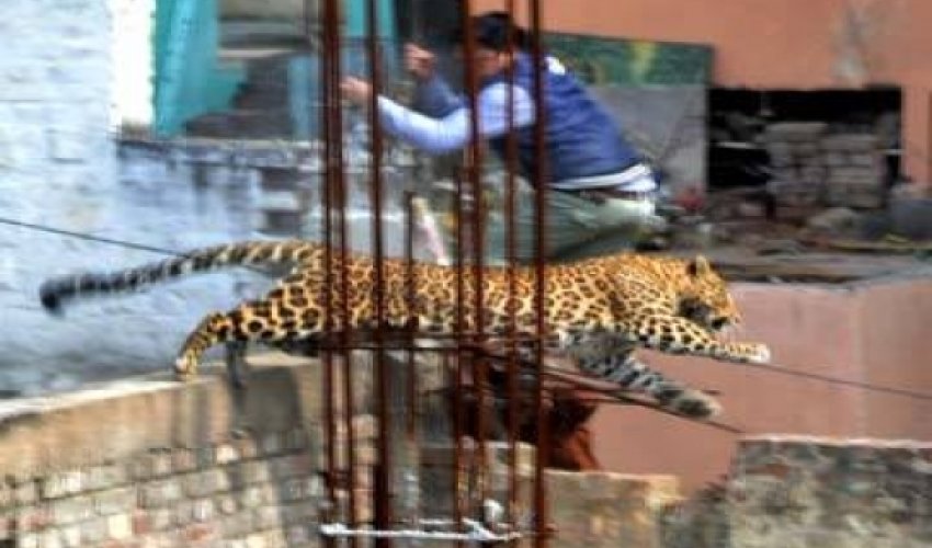 Leopard enters hospital, terrifies patients in Indian town Leopard enters hospital, terrifies patients in Indian town