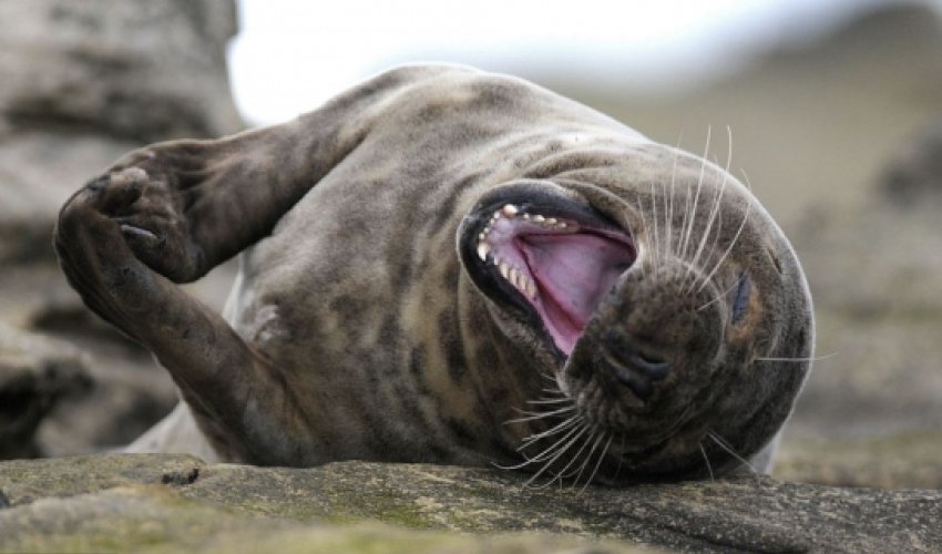 A seal walks into a... - PHOTO A seal walks into a... - PHOTO