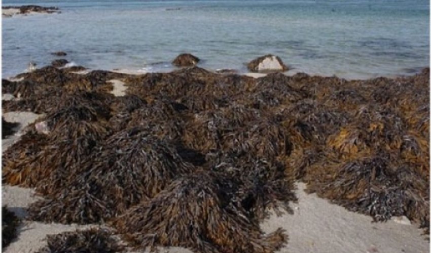 Seaweed 'may be key to weight loss'