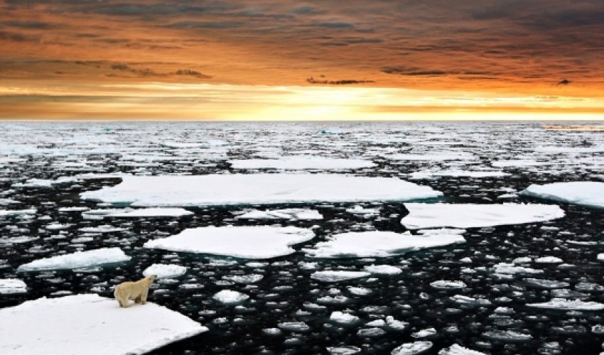 Lonely polar bear witnesses a magnificent arctic sunset