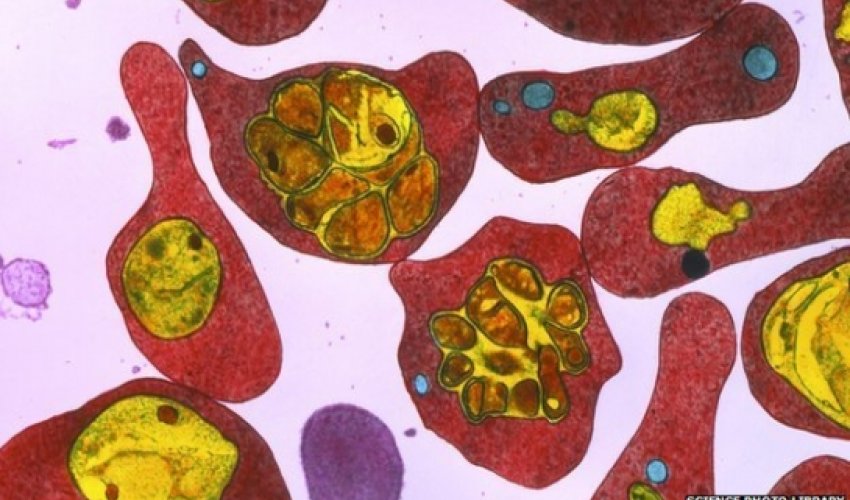 Malaria 'spreading to new altitudes' Malaria 'spreading to new altitudes'