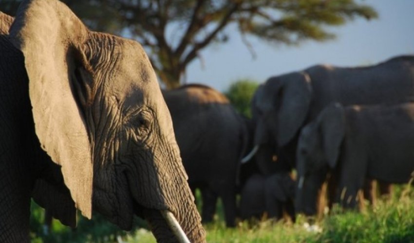 Elephants recognise human voices