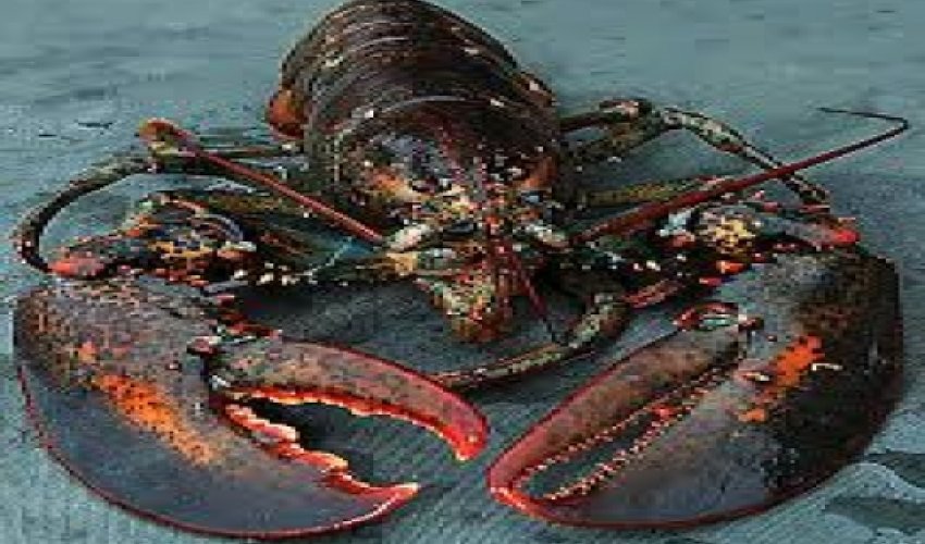 Do lobsters and other invertebrates feel pain? Do lobsters and other invertebrates feel pain?