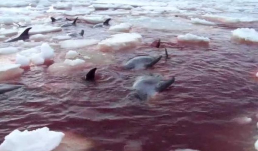 White-beaked dolphins trapped in ice off the Canadian coast - VIDEO White-beaked dolphins trapped in ice off the Canadian coast - VIDEO