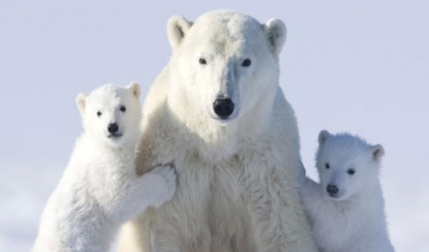 Top 10 amazing animal mothers - VIDEO