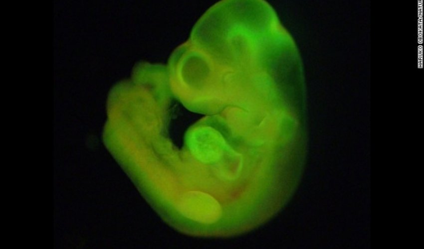 Stem cell scientist guilty of falsifying data Stem cell scientist guilty of falsifying data