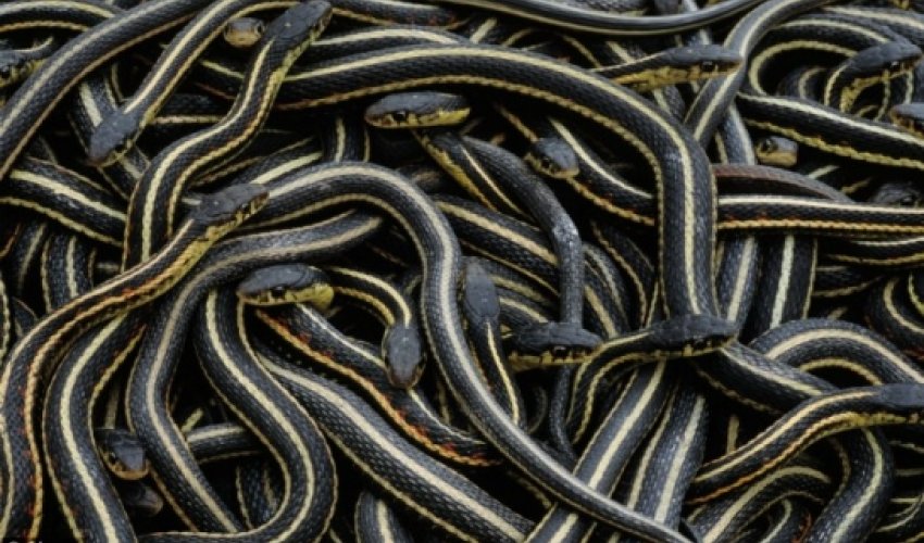 All 450 passengers evacuated after animal is let loose on Swiss public transport