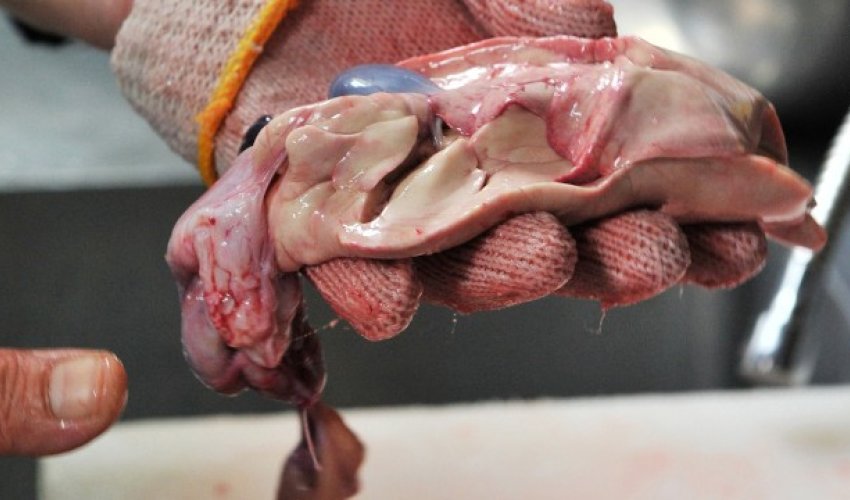 Japan's puffer fish capital: Delicious and deadly - PHOTO Japan's puffer fish capital: Delicious and deadly - PHOTO