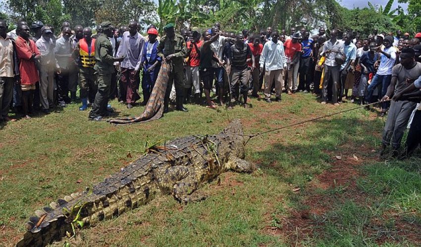Man-eating crocodile suspected of killing SIX people - PHOTO Man-eating crocodile suspected of killing SIX people - PHOTO