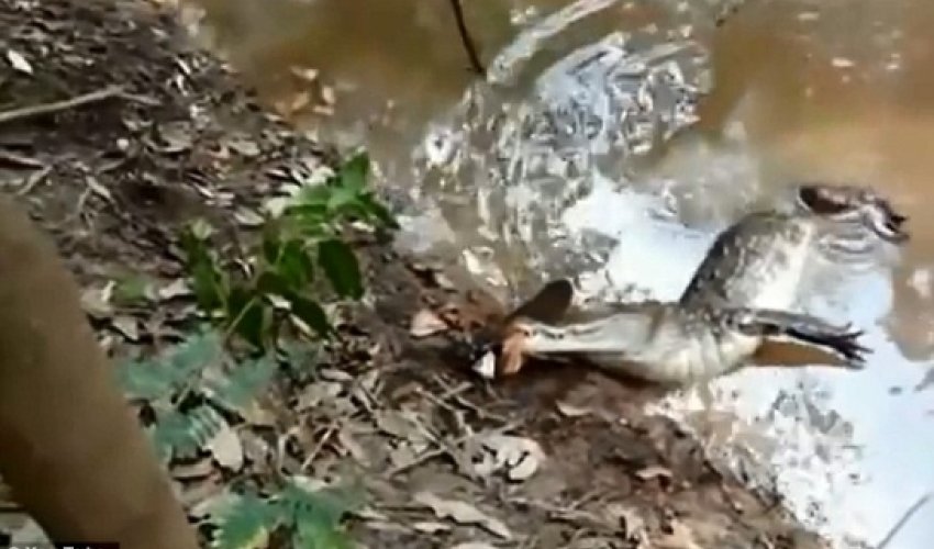 SHOCKING video of alligator that tucks into an electric eel - VIDEO