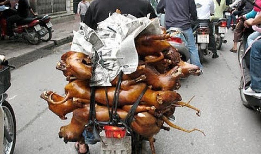 How pets are being stolen in Thailand - PHOTO How pets are being stolen in Thailand - PHOTO