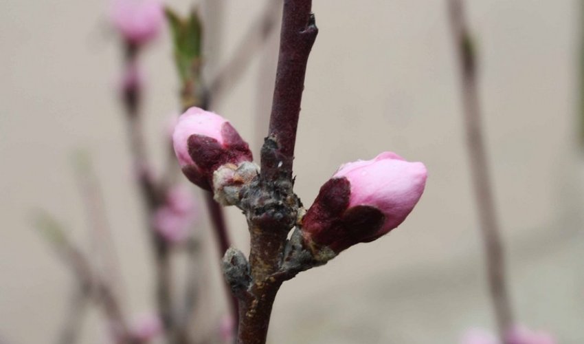 Beautiful views of flowering trees in Azerbaijan - PHOTO