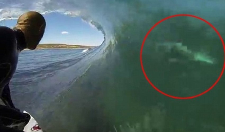 Surfer comes terrifyingly close to 'great white' - VIDEO Surfer comes terrifyingly close to 'great white' - VIDEO