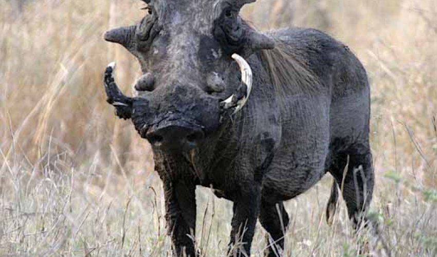 Top 10 Most Ugliest Animals In The World - PHOTO Top 10 Most Ugliest Animals In The World - PHOTO