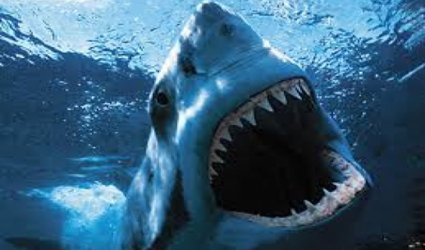 Man rescued from circling shark after boat accident - VIDEO Man rescued from circling shark after boat accident - VIDEO