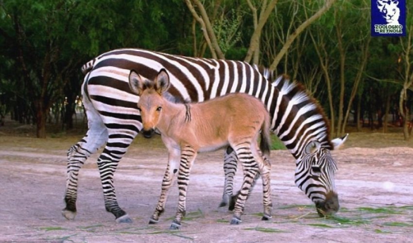 Rare cross-breed born in Mexico - VIDEO