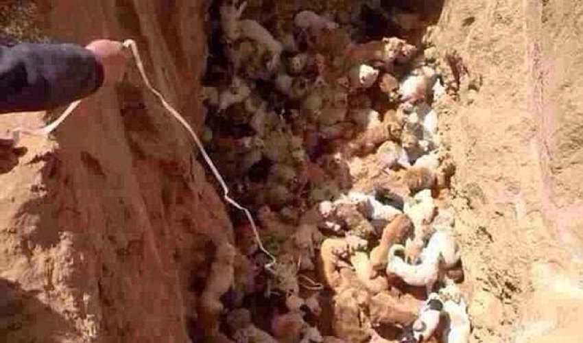 Were these dogs BURIED ALIVE by Chinese officials? -n PHOTO Were these dogs BURIED ALIVE by Chinese officials? -n PHOTO