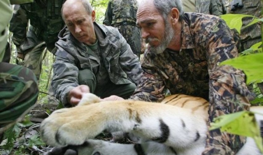 Putinin pələngi Çində səs-küy yaratdı Putinin pələngi Çində səs-küy yaratdı