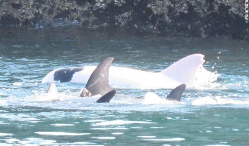 Hunters capture rare albino dolphin