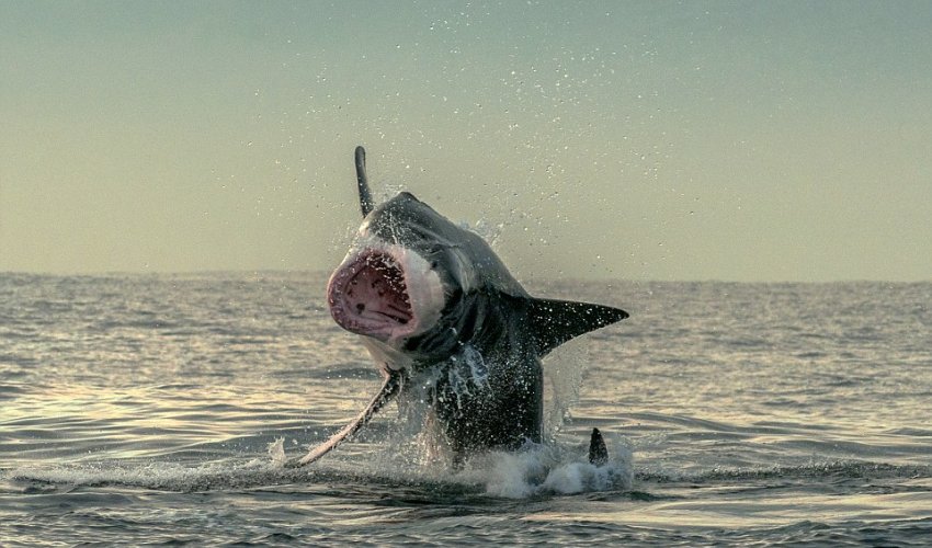 The luckiest seal in the world! - PHOTO+VIDEO