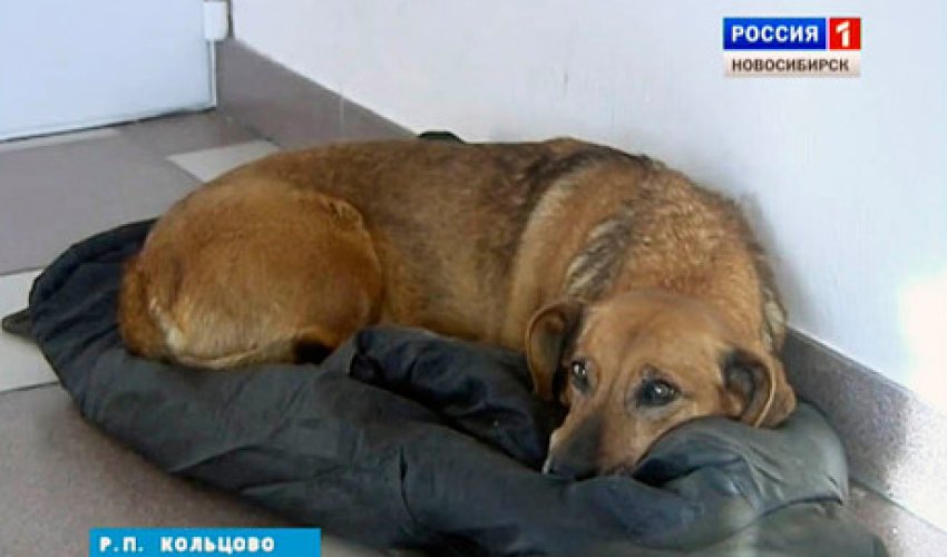 Bu it 2 ildir ölən sahibinin gəlməsini gözləyir - FOTOLAR