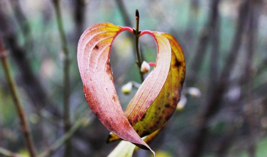 Autumn in Azerbaijan - PHOTO