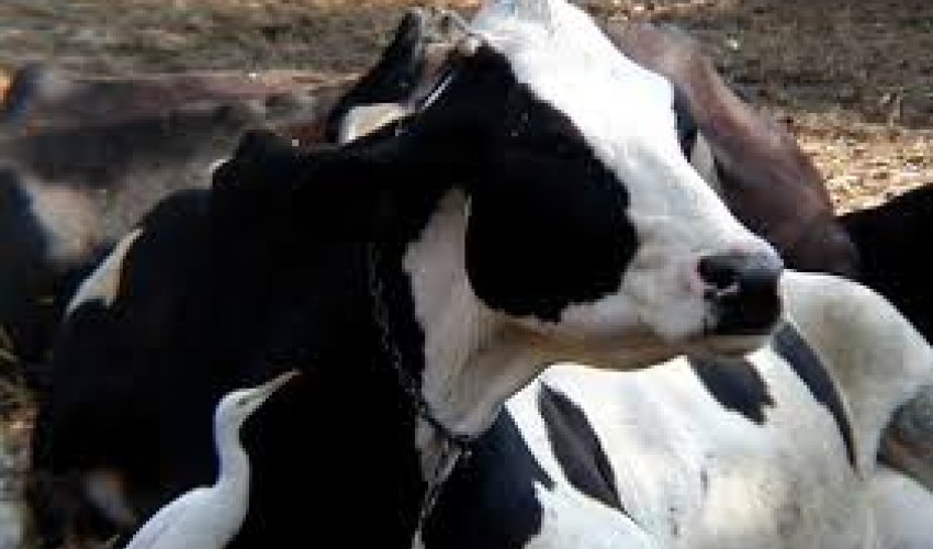 Horrors in India's Dairy Industry