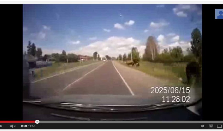Car hits cows Car hits cows