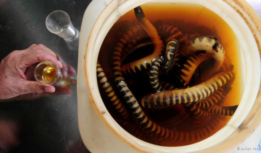Extreme fishing: On the hunt for deadly sea snakes