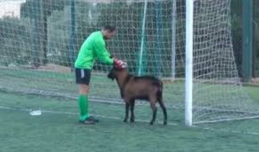 Goat disrupts football match in Crete