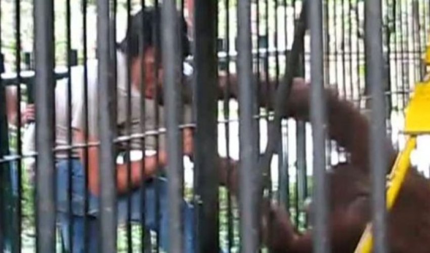 Zooparkda olay: Meymun insana hücum etdi - VİDEO Zooparkda olay: Meymun insana hücum etdi - VİDEO