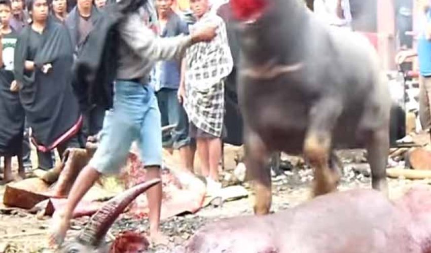 Tana Torajah Funeral Ceremony Water Buffalo Sacrifice Tana Torajah Funeral Ceremony Water Buffalo Sacrifice