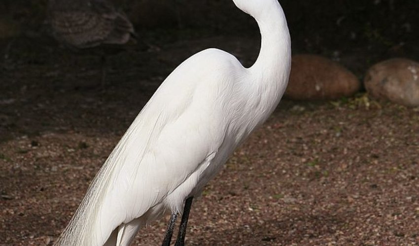 Bakı Zooparkına nadir quş gətirilib - Fotolar