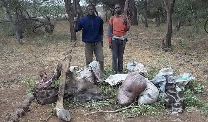 Giraffes suffocated in wire traps