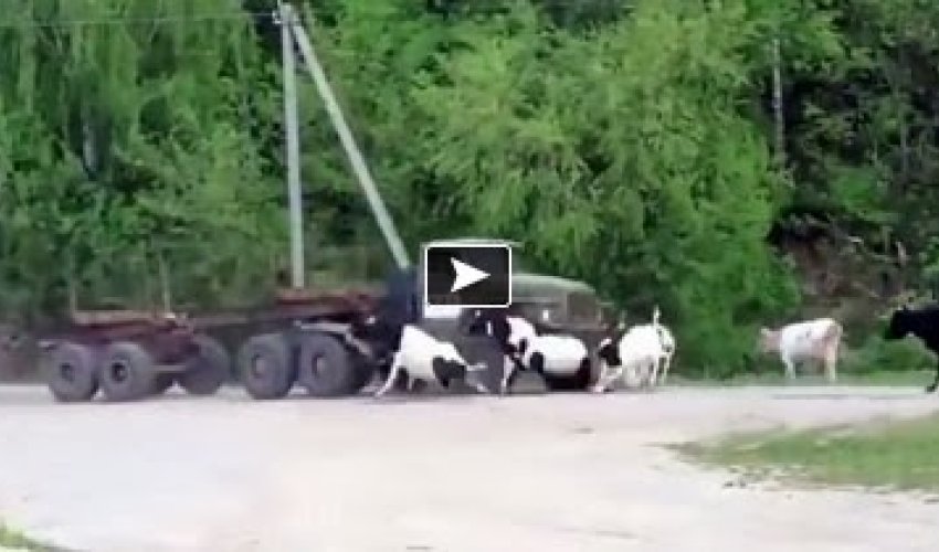 Ruthless Truck Driver Brutally Hitting and Killing Innocent Cattle