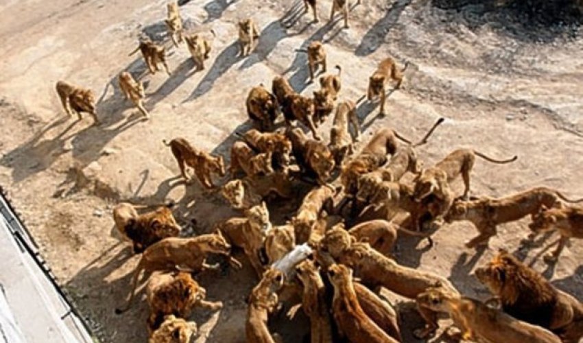 Zooparkda vəhşilik - FOTOLAR