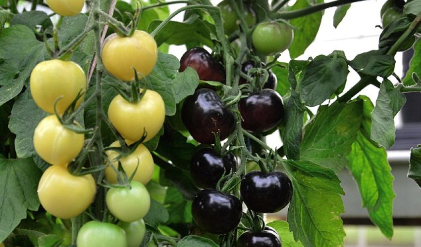 World's first tomato plant that grows fruits of either colour is created World's first tomato plant that grows fruits of either colour is created