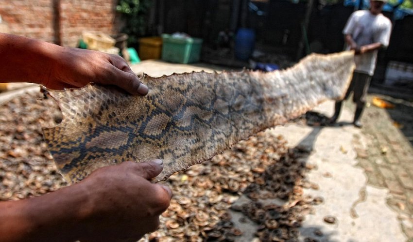 Inside the slaughterhouse where hundreds of snakes are killed to make luxury goods
