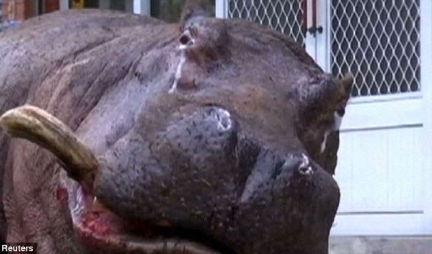 Hippo left stranded for hours after jumping from a moving truck in Taiwan