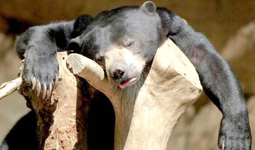 These party animals know EXACTLY how you feel These party animals know EXACTLY how you feel