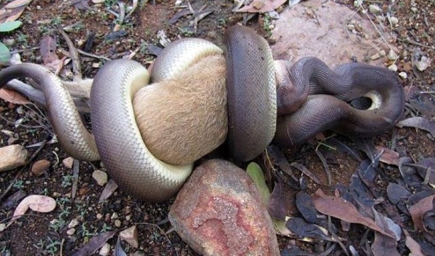 Grisly scene as python swallows a wallaby WHOLE