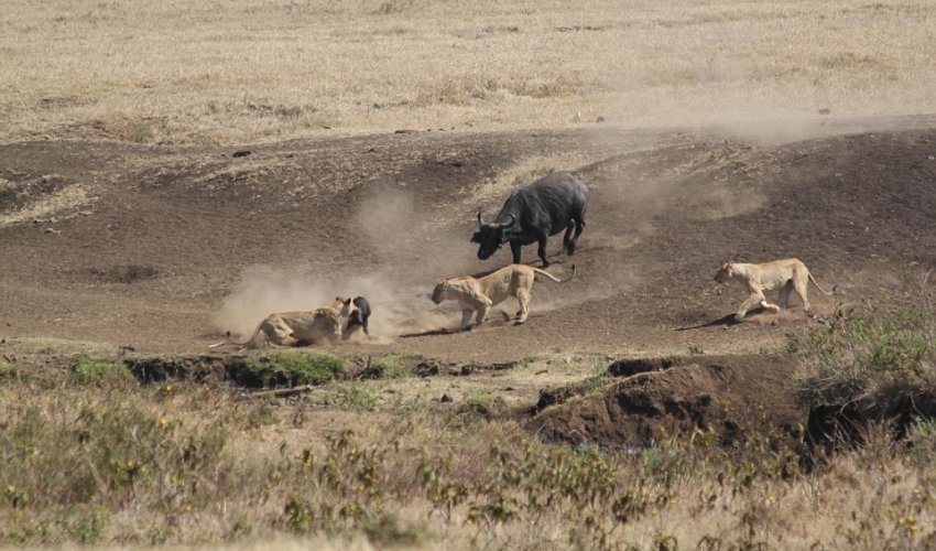 Buffalo takes on THREE hungry lions to rescue young calf