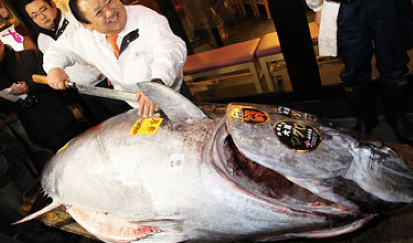 Bu balıq rekord qiymətə satıldı