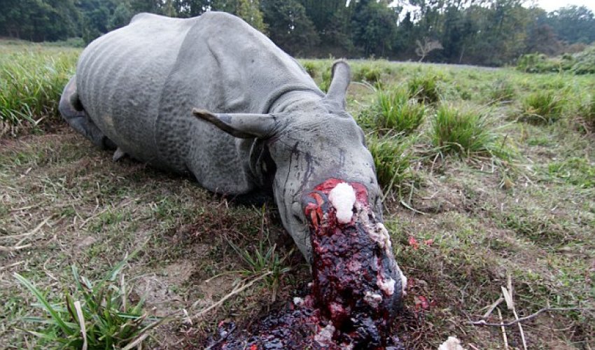 Second one-horned rhino in the space of a month butchered Second one-horned rhino in the space of a month butchered