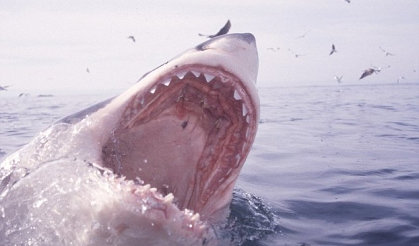 Family shocked after they hook onto a GREAT WHITE Family shocked after they hook onto a GREAT WHITE