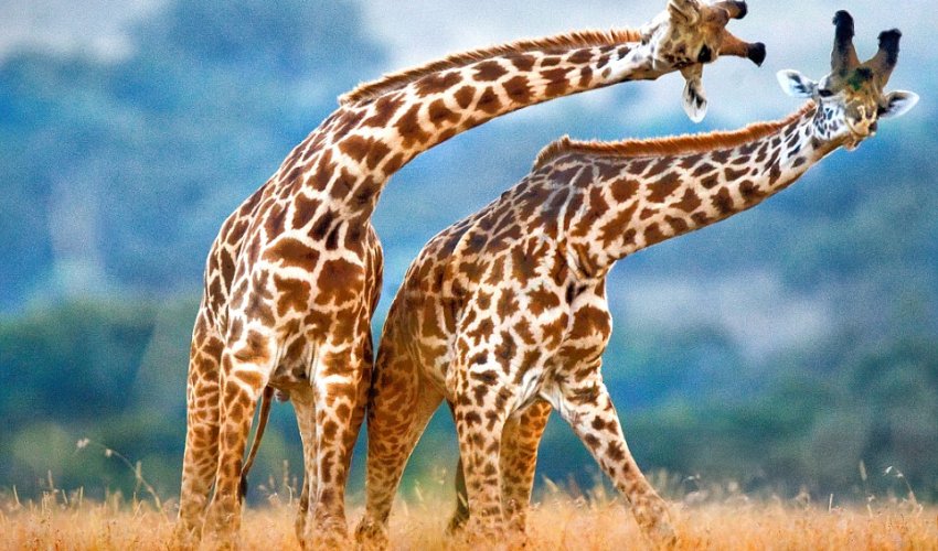 Giraffes in love neck too Giraffes in love neck too